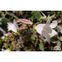 Campanula betulifolia