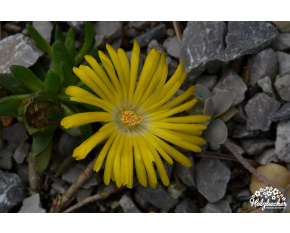 Delosperma basuticum