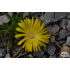 Delosperma basuticum