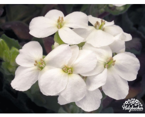 Arabis caucasica ‘Snowfix’