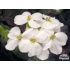 Arabis caucasica ‘Snowfix’