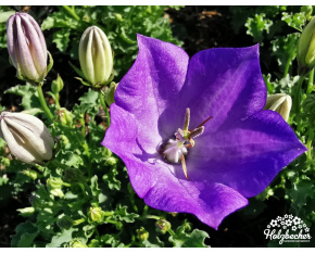 Campanula carpatica ‘Pearl Deep Blue’
