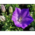 Campanula carpatica ‘Pearl Deep Blue’
