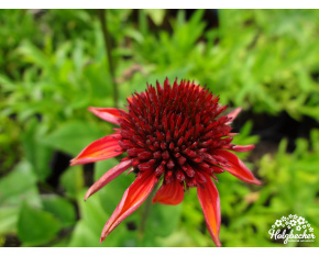 Echinacea ‘Eccentric’