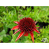 Echinacea ‘Eccentric’
