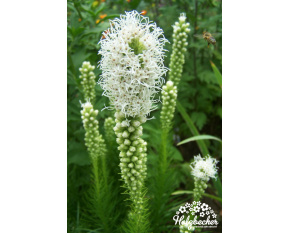 Liatris spicata ‘Alba’