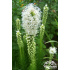 Liatris spicata ‘Alba’