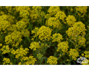 Alyssum montanum