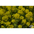 Alyssum montanum