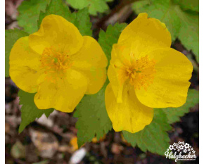 Hylomecon japonicum