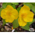 Hylomecon japonicum