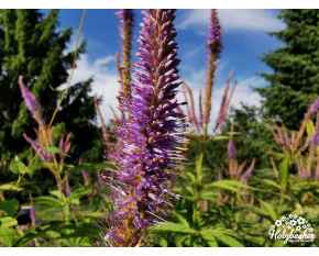 Veronicastrum virginicum ‘Fascination’