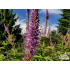 Veronicastrum virginicum ‘Fascination’