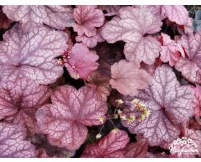 Heuchera ‘Root Beer’