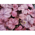 Heuchera ‘Root Beer’