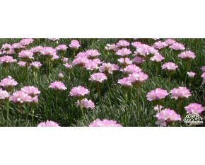 Armeria juniperifolia