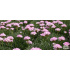 Armeria juniperifolia