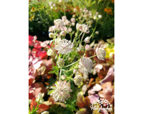Astrantia major ‘Rosea’