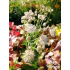 Astrantia major ‘Rosea’