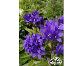 Campanula glomerata ‘Acaulis’