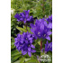Campanula glomerata ‘Acaulis’