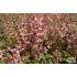 Heuchera pulchella