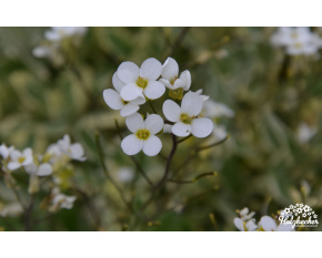 Arabis caucasica ‘Variegata’