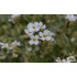 Arabis caucasica ‘Variegata’