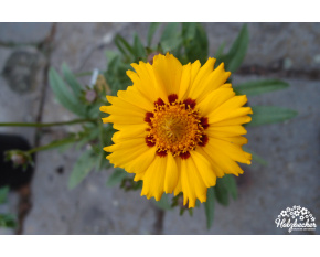 Coreopsis lanceolata ‘Walter’