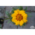 Coreopsis lanceolata ‘Walter’