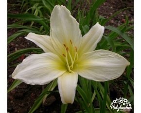 Hemerocallis ‘Ice Carnival’