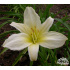 Hemerocallis ‘Ice Carnival’