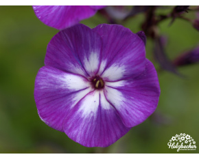 Phlox paniculata ‘Uspech’