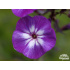 Phlox paniculata ‘Uspech’