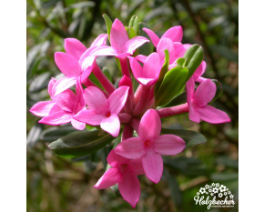 Daphne cneorum