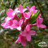 Daphne cneorum