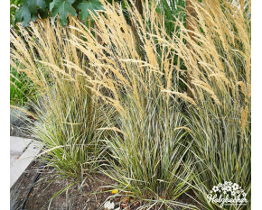 Calamagrostis × acutiflora ‘Avalanche’