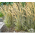 Calamagrostis × acutiflora ‘Avalanche’