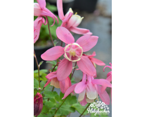 Aquilegia flabellata ‘Pink Jewel’