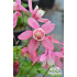 Aquilegia flabellata ‘Pink Jewel’