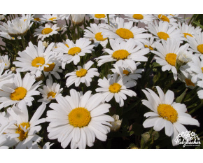 Leucanthemum ‘Snow Lady’