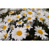Leucanthemum ‘Snow Lady’