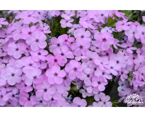 Phlox douglasii ‘Eva’