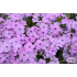 Phlox douglasii ‘Eva’