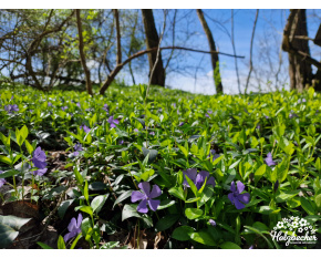 Vinca minor