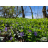 Vinca minor