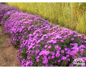 Aster novae-angliae ‘Purple Dome’