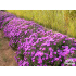 Aster novae-angliae ‘Purple Dome’
