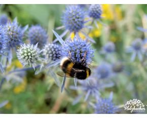 Eryngium planum