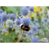 Eryngium planum